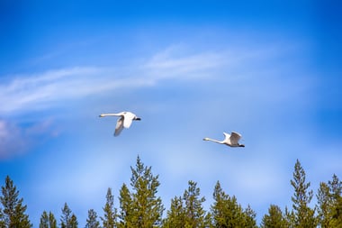 Kuvassa kaksi joutsenta lentää taivaalla metsän yllä.